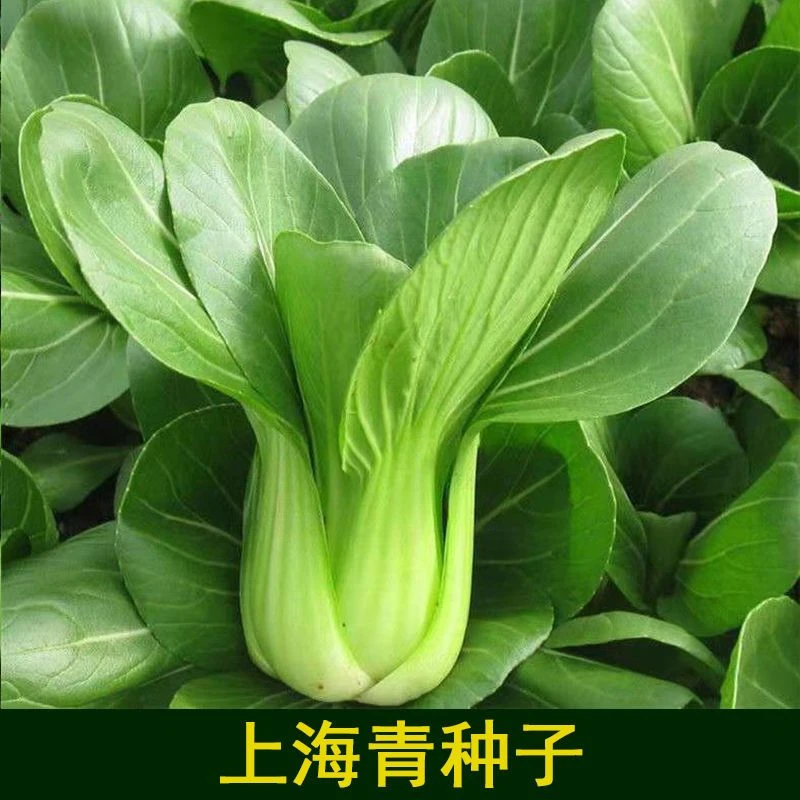 矮脚上海青种子小青菜籽蔬菜种子油菜阳台园艺四季播种植品质发芽