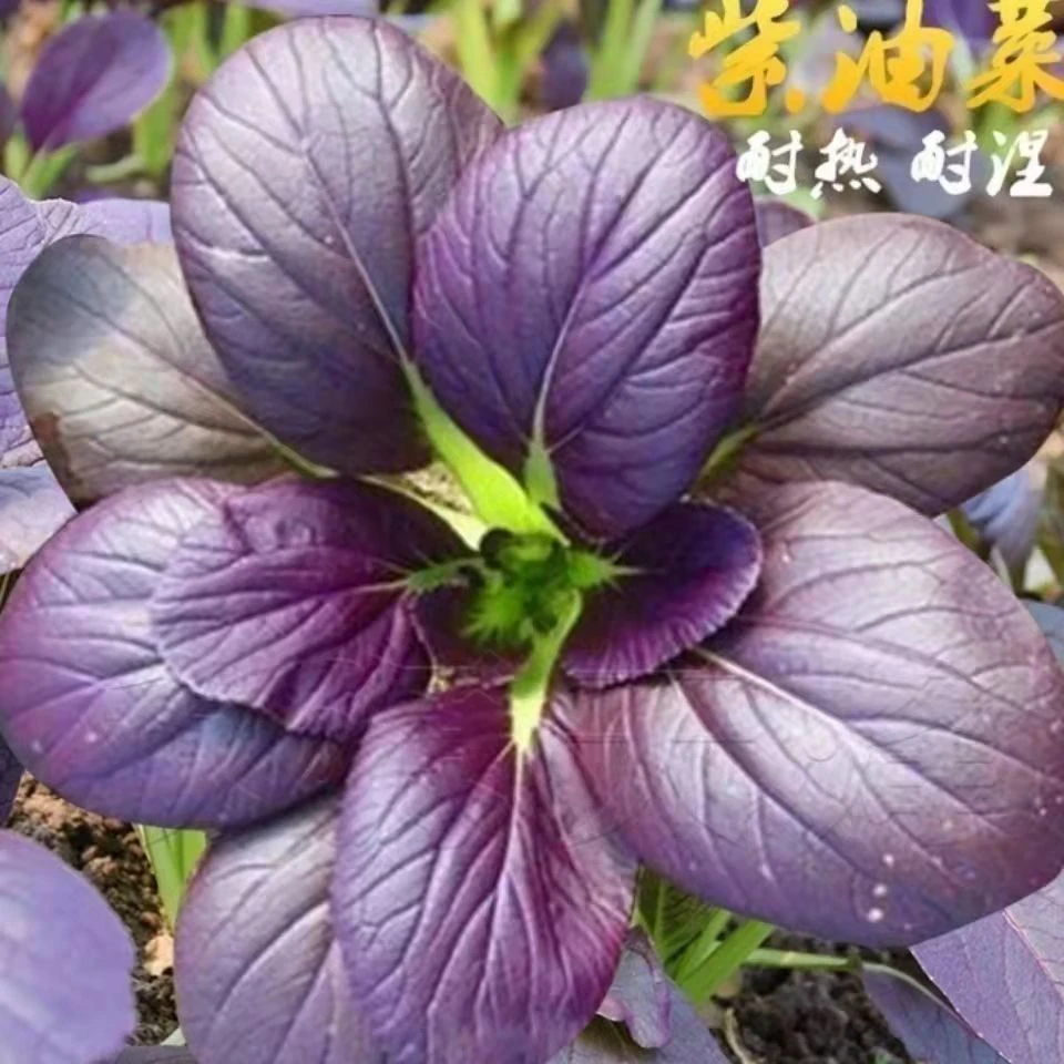 贵妃紫青菜种子 农田菜园叶柄翠绿紫鸡毛菜紫青菜保健菜油菜种子
