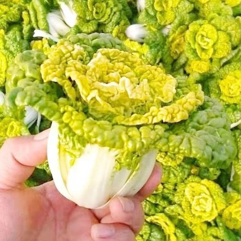 耐寒黄心乌塌菜黄心菜菊花心菜大白菜农家四季播蔬菜黄金乌