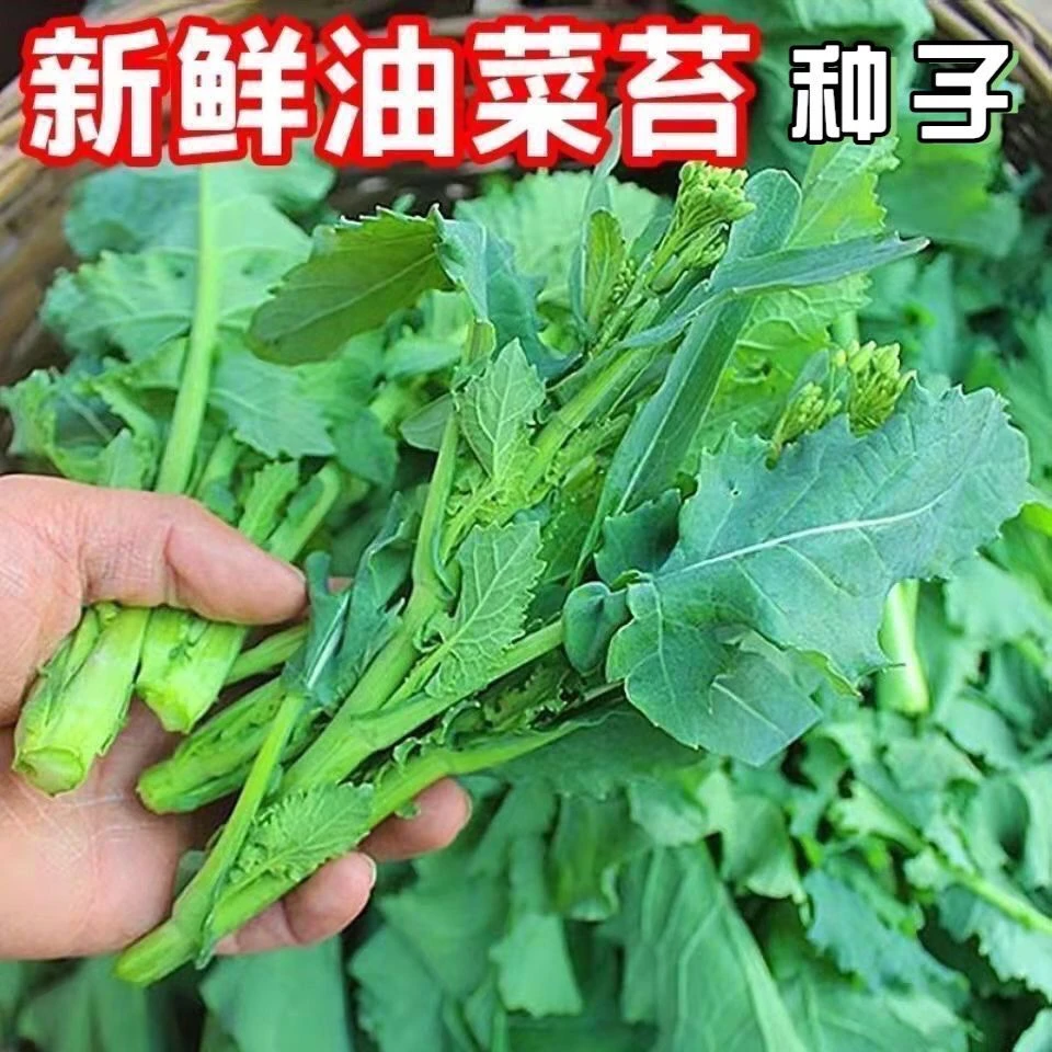 (新客立减)四季油菜苔种子蔬菜抽苔油菜心种籽菜薹油青菜心油菜种