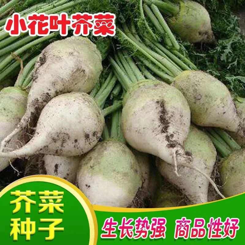 (新客立减)芥菜种子小花叶芥菜种籽秋季辣菜四季播蔬菜子菜园籽