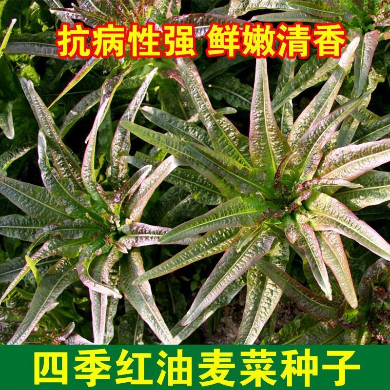 (新客立减)四季红油麦菜种子红叶麦菜籽春秋季耐寒农家庭院菜园