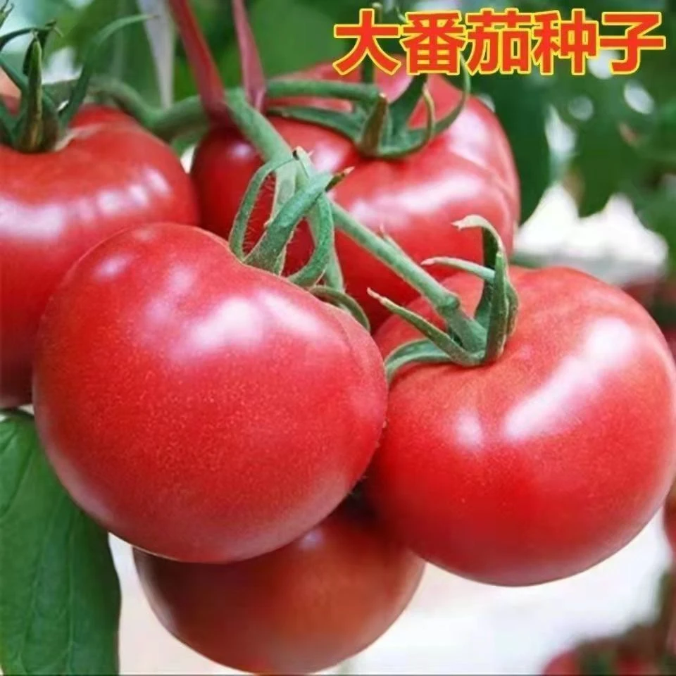 (新客立减)中蔬四号番茄种子大番茄水果西红柿种籽好吃蔬菜种子