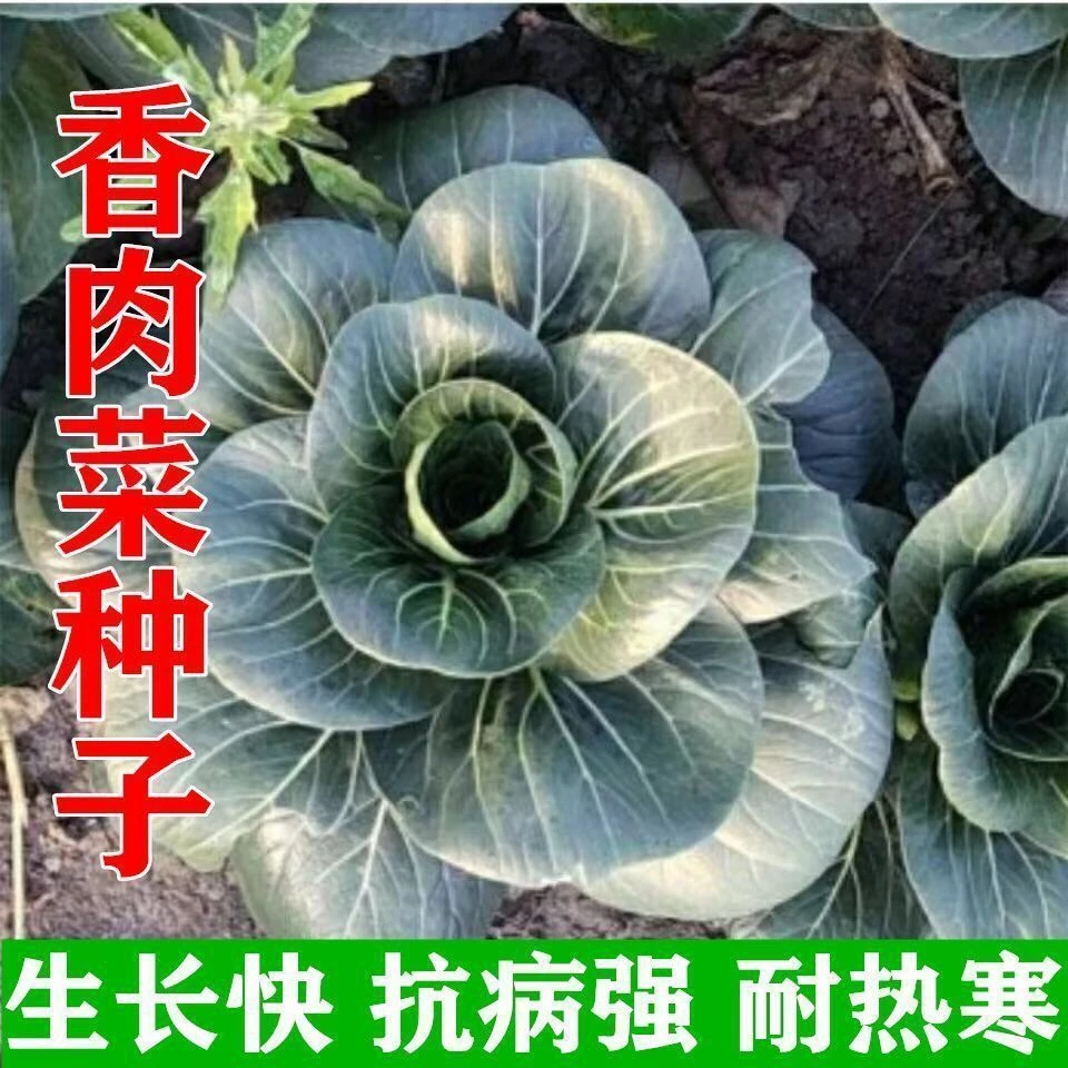 【新客立减】台湾香肉菜种子耐寒耐热春秋四季播种青菜蔬菜种子