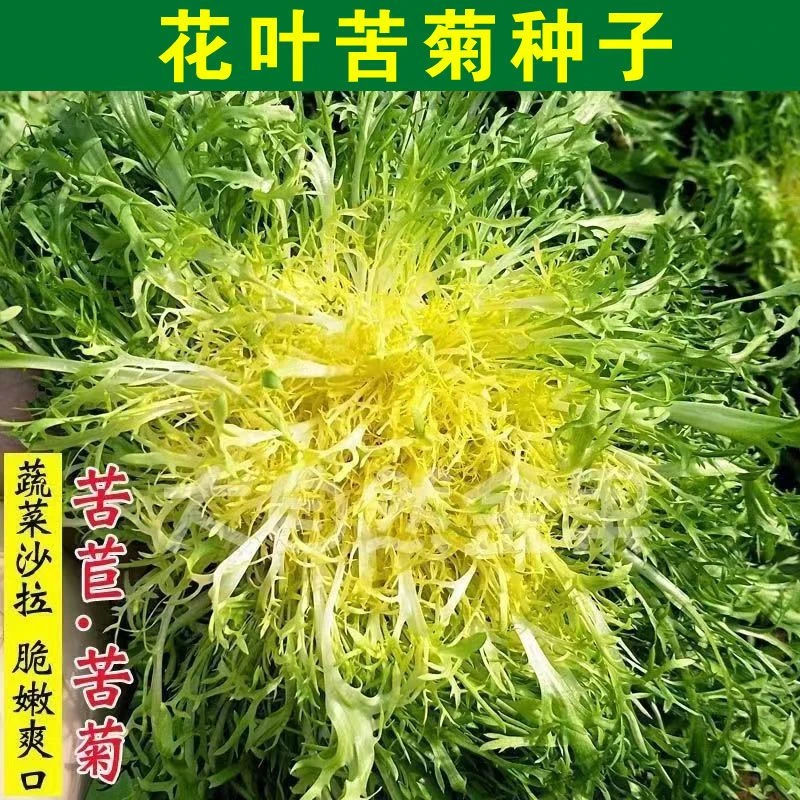 花叶苦苣苦菊种子黄心籽种阳台菜籽四季种籽冬季盆栽蔬菜孑菜种莱