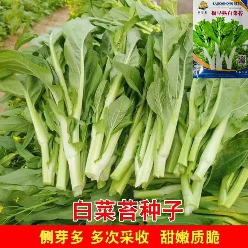 早熟白菜苔种子籽白菜心白菜苔种籽四季高产大田庭院蔬菜种子大全