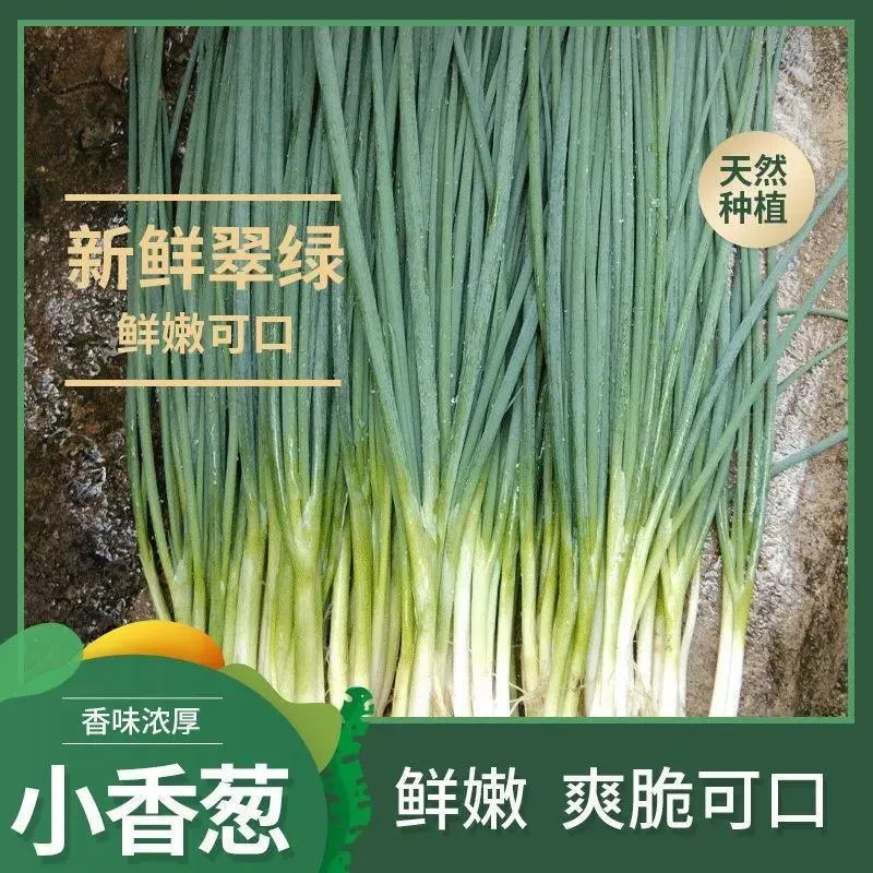 四季小香葱种子阳台室内花卉盆栽小葱香葱蔬菜种子四季可播种种籽