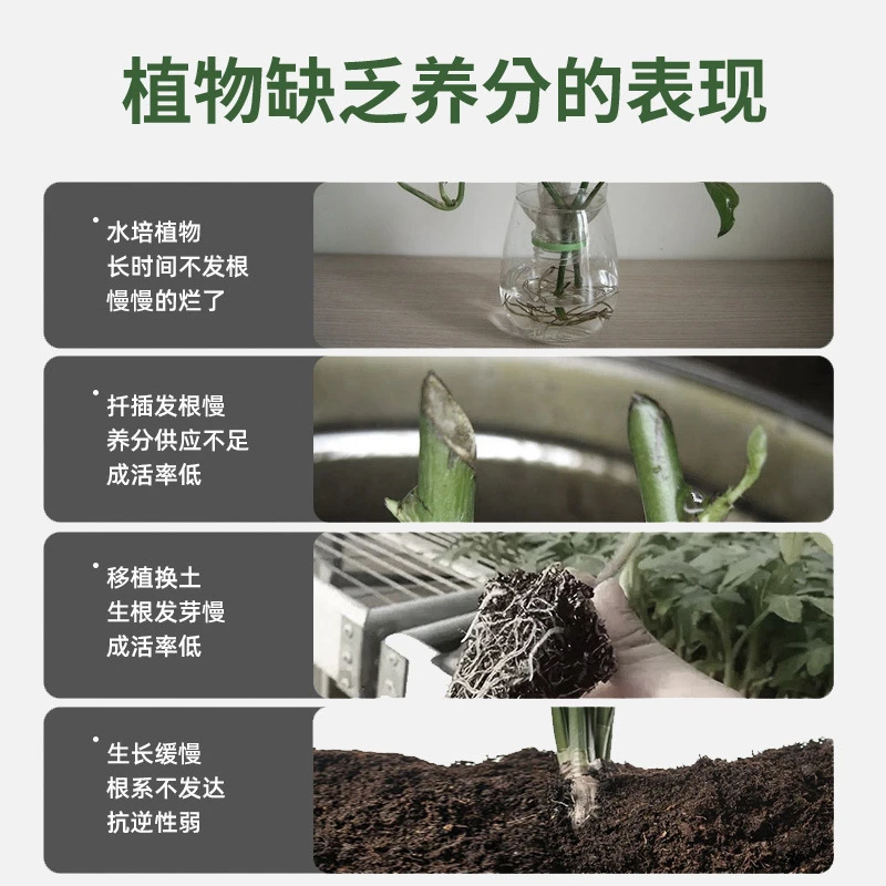 移栽花苗插芊移植多肉花卉植物爆根生根液三瓶