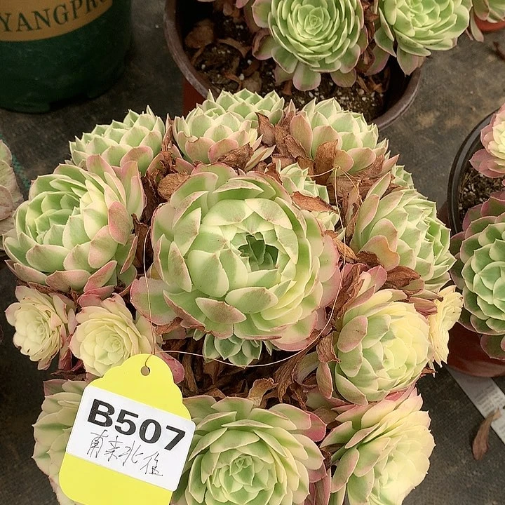 多肉植物507.玉资多肉植物