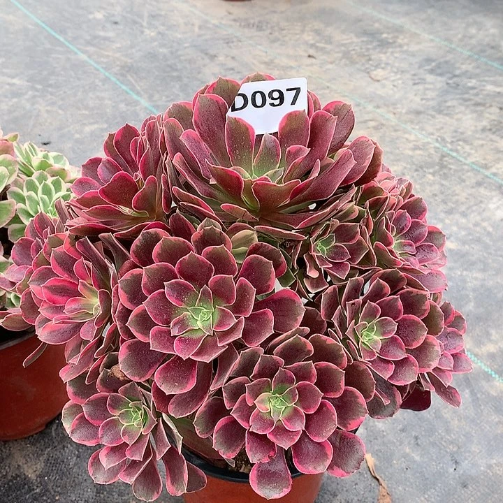 097.金丝雀多肉植物