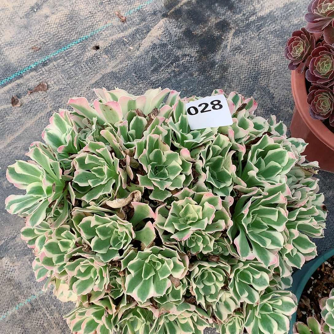 多肉植物028.多肉植物白凤