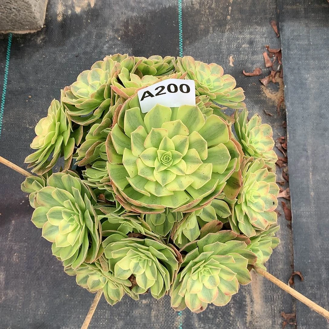 哲*200.雨荷多肉植物