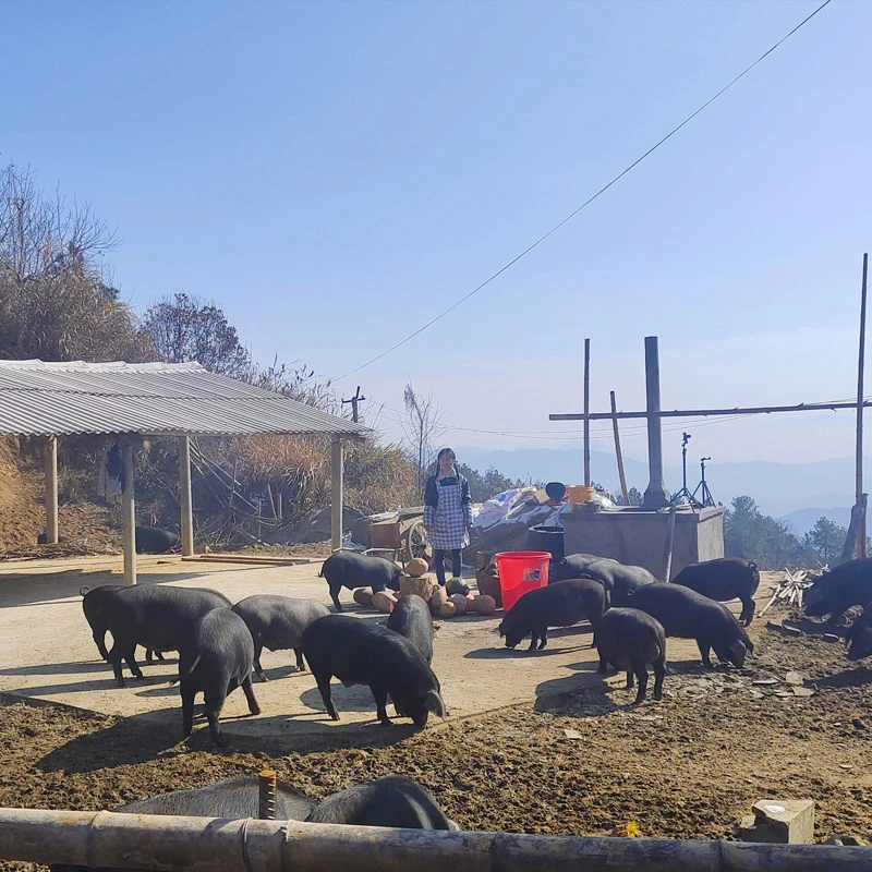 【黑猪跑跑4.29】新鲜现称散养生态黑毛土猪肉