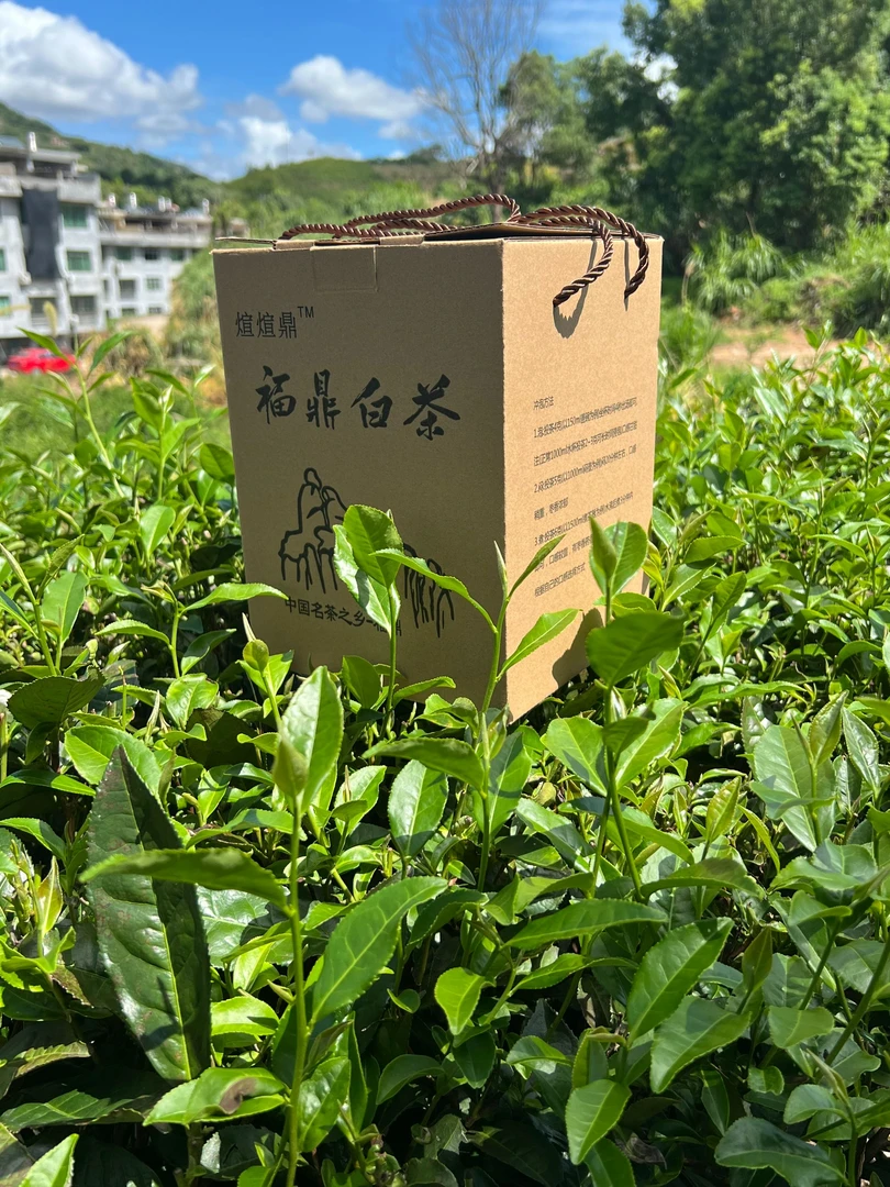 2016年老寿眉散装枣香老白茶100g＋1元送2025年二级牡丹50g