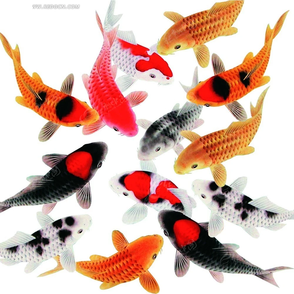 萌宠好物锦鲤小当岁大正三色红白观赏鱼单顶水