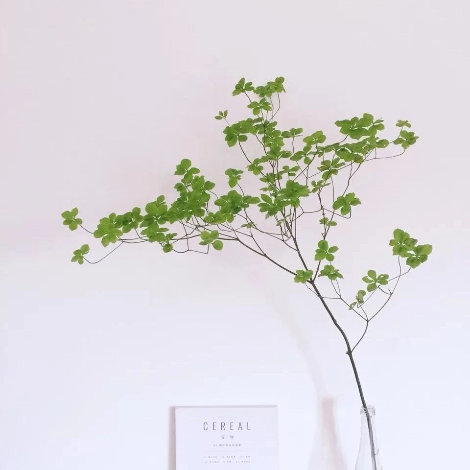 进口吊钟水培植物鲜切枝条绿植网红室内办公室客厅装饰吊钟盆栽