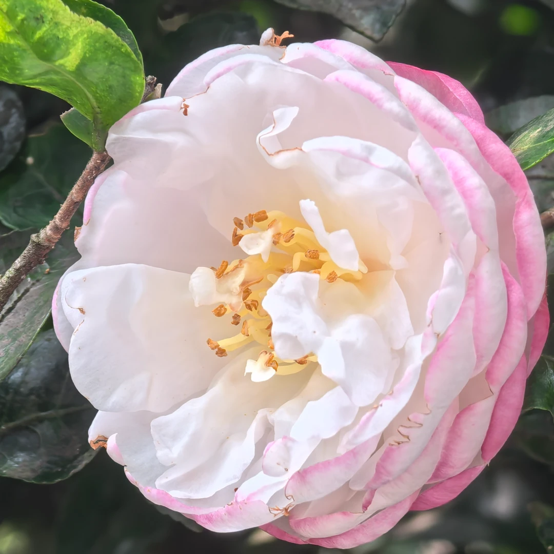 朝仓、小桃红、丹玉、立寒、财神茶梅庭院盆栽种植