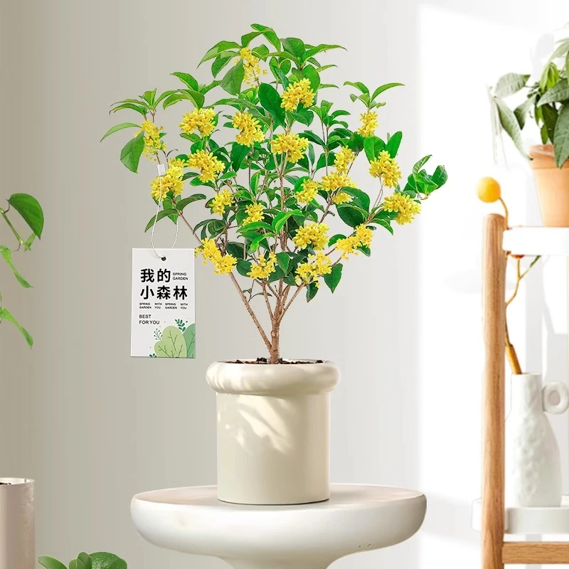 桂花树苗盆栽庭院室内植物浓香型花卉四季开花好养易活阳台办公室