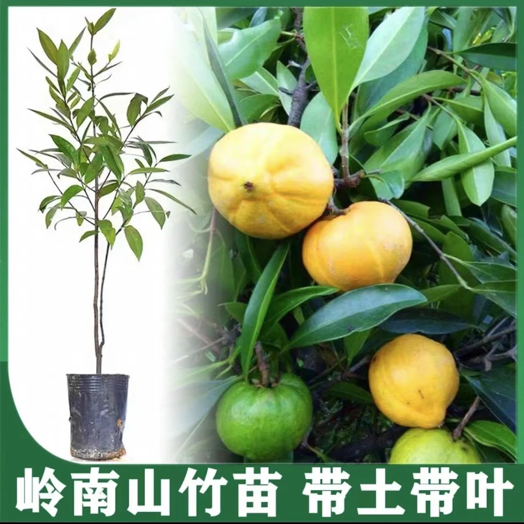 黄金山竹果苗南北方种植盆栽地栽带土带叶发货