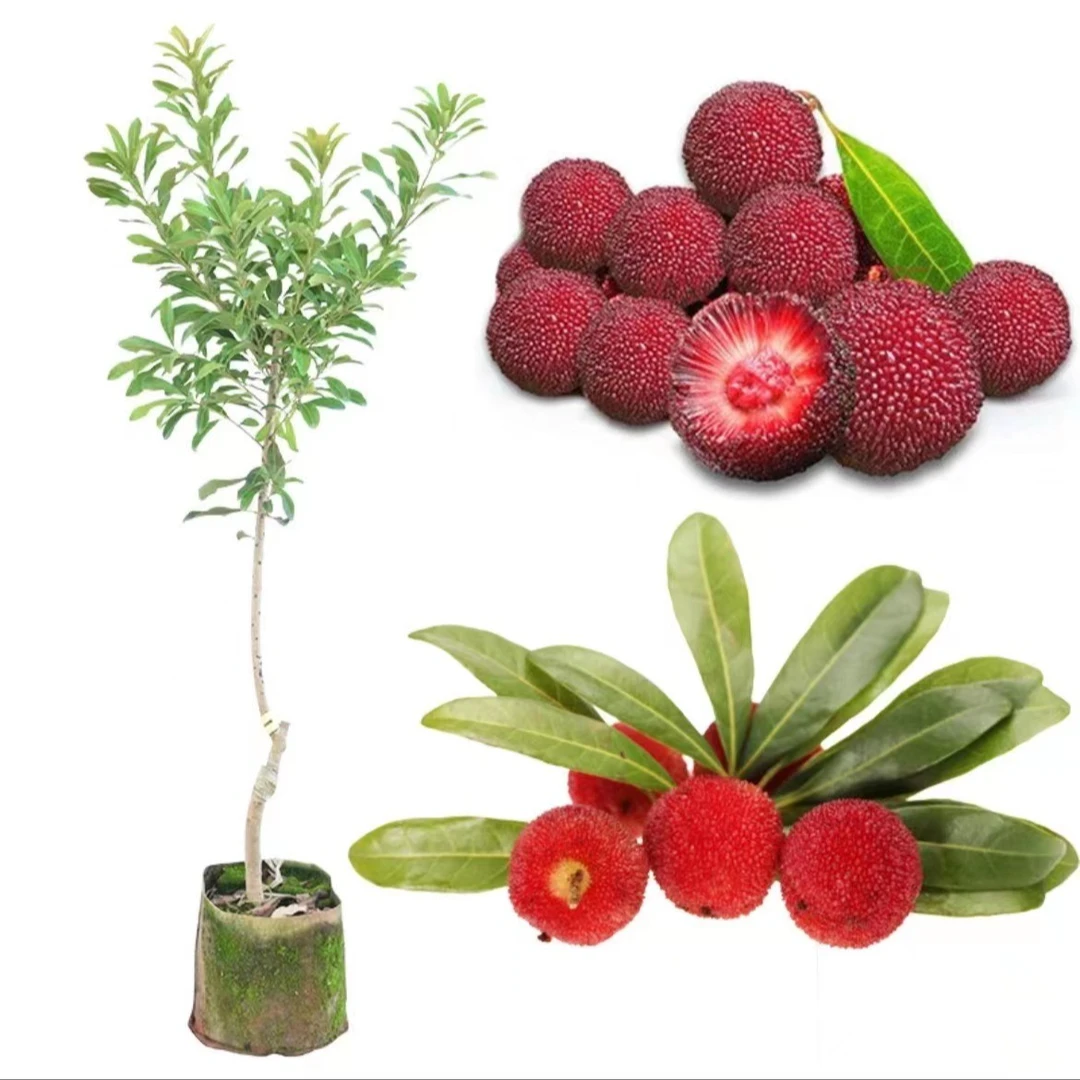 早熟杨梅嫁接苗盆栽地栽种植当年结果带土带叶发货