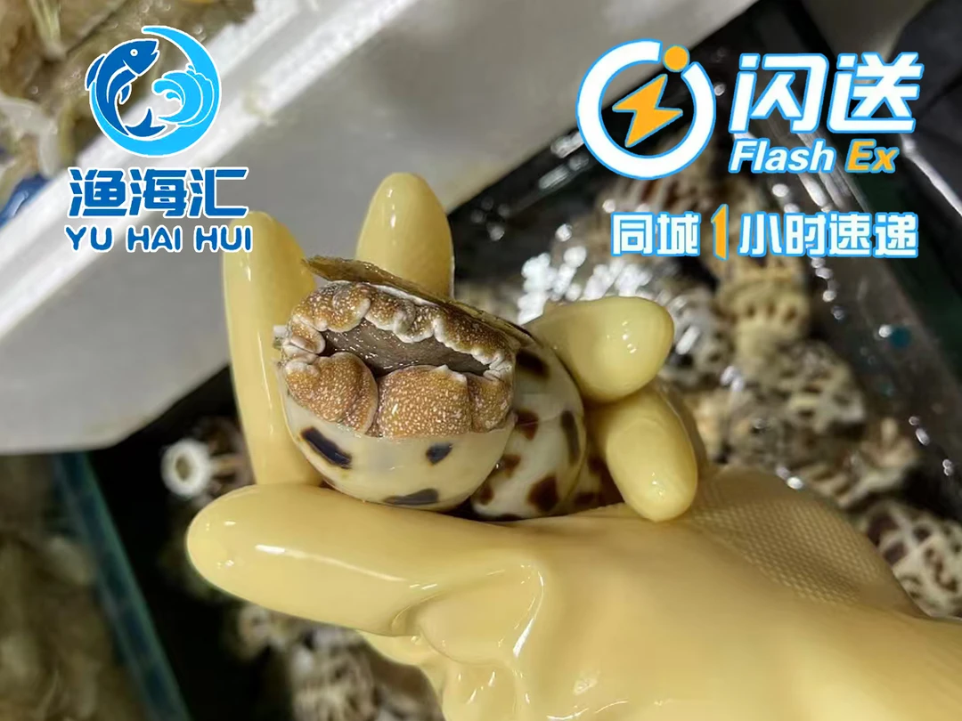 大花螺（东风螺，每斤20-30粒）