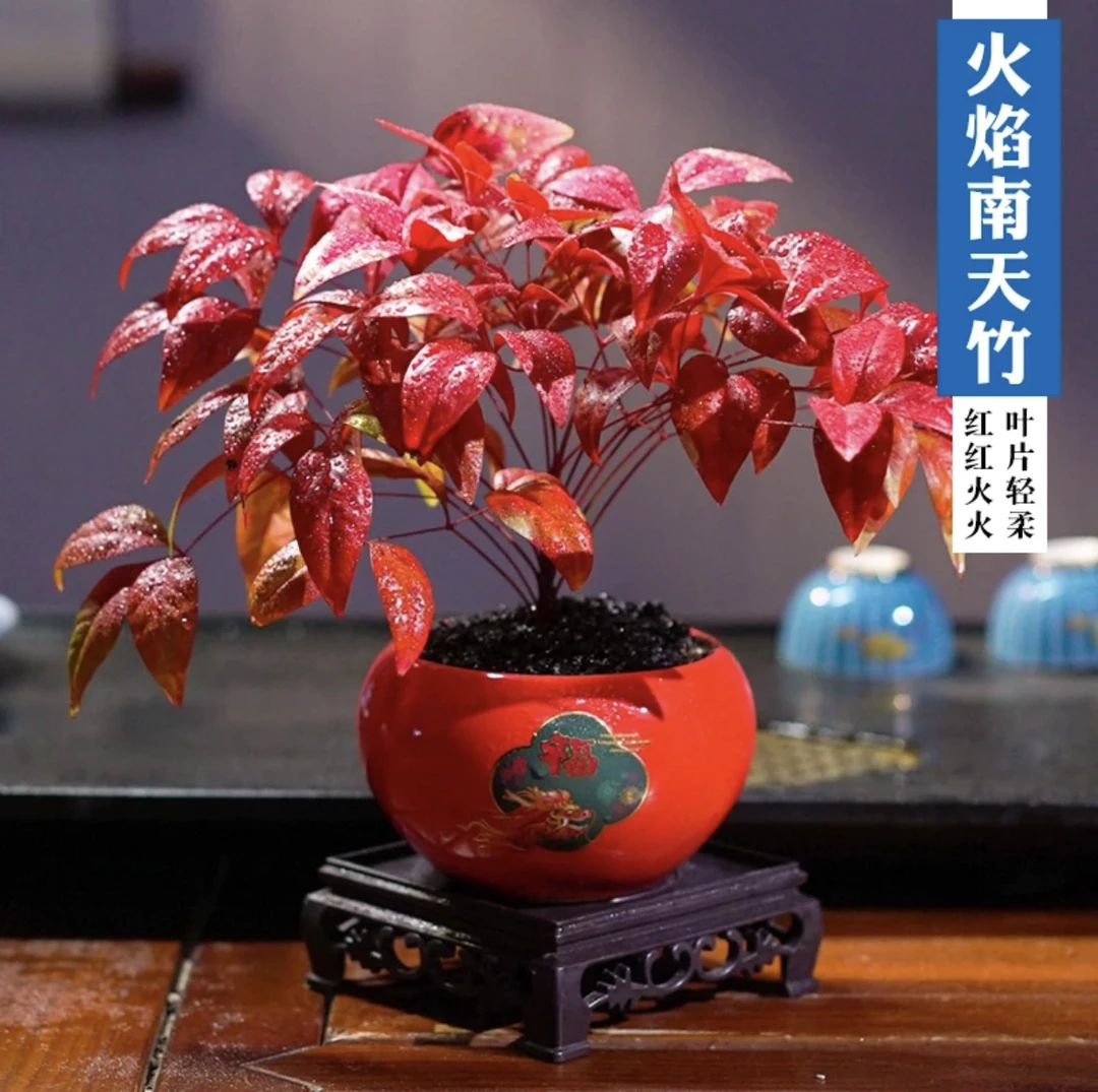 火焰南天竹室内客厅好养绿植盆景植物四季常青