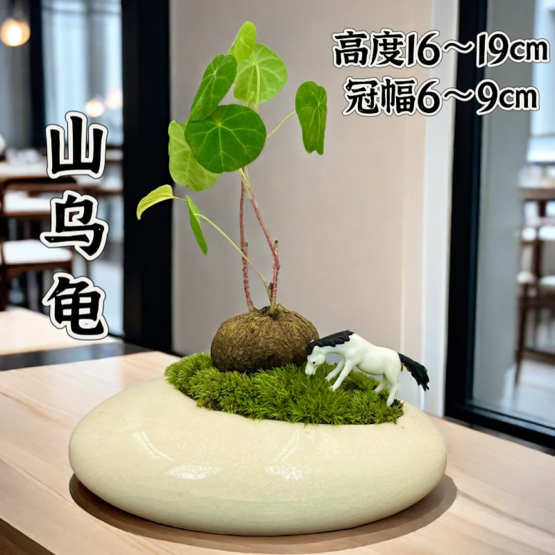 山乌龟金不换室内好养盆栽茶台摆件意境空间禅意盆景易活植物绿植