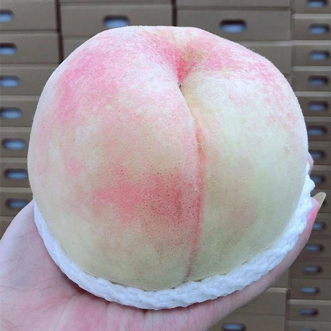 【至美果树苗木】无锡阳山白风 7月成熟 南方北方地栽盆栽