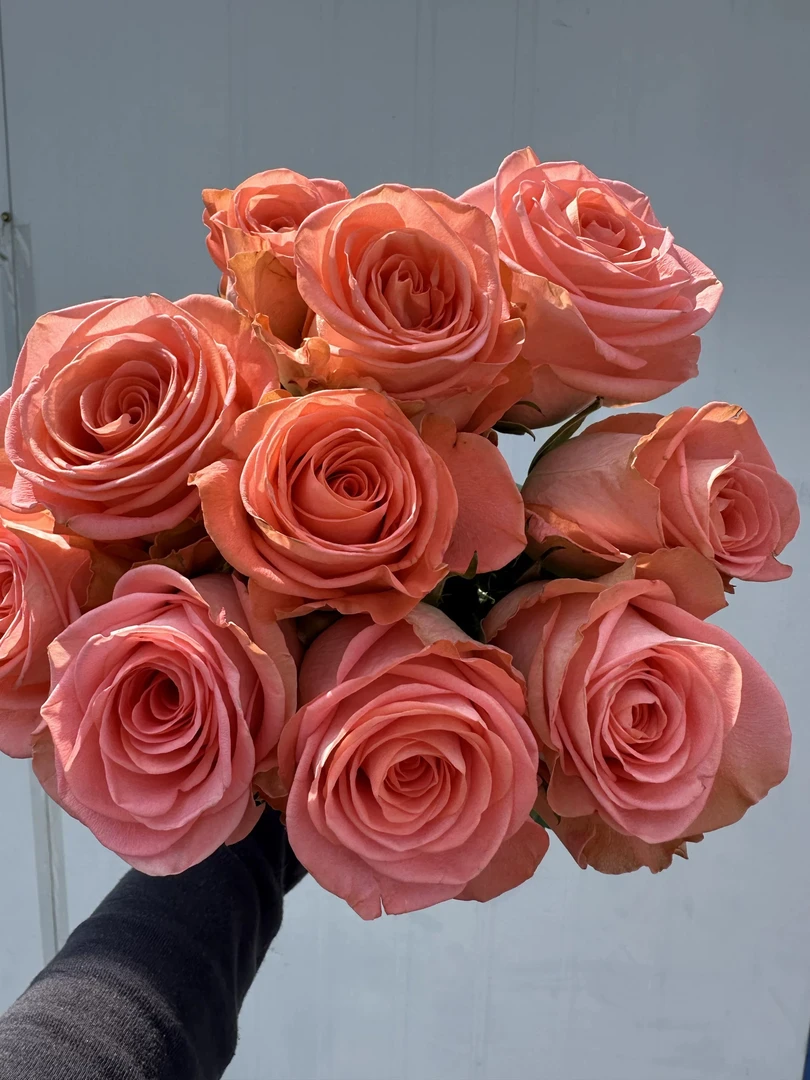 kelly 进口橘粉切花玫瑰月季花苗阳台盆栽