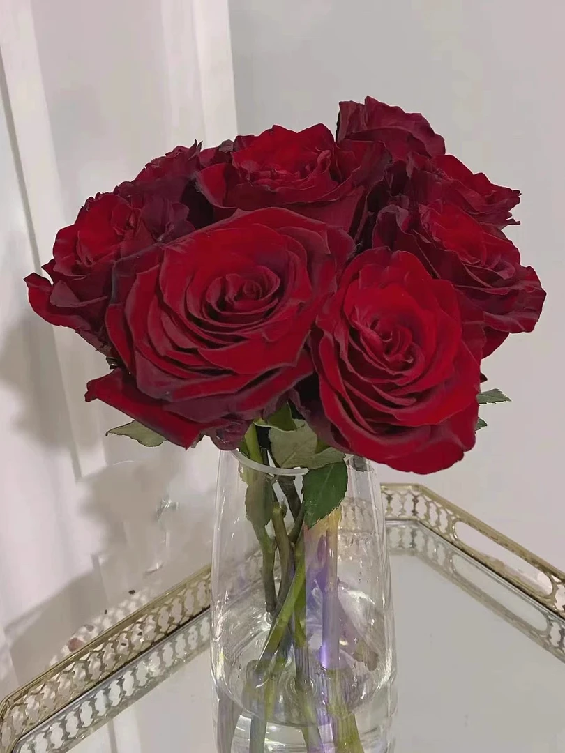 探险家/探险者月季花苗 花头大带丝绒质感高级的深红色 多季开花