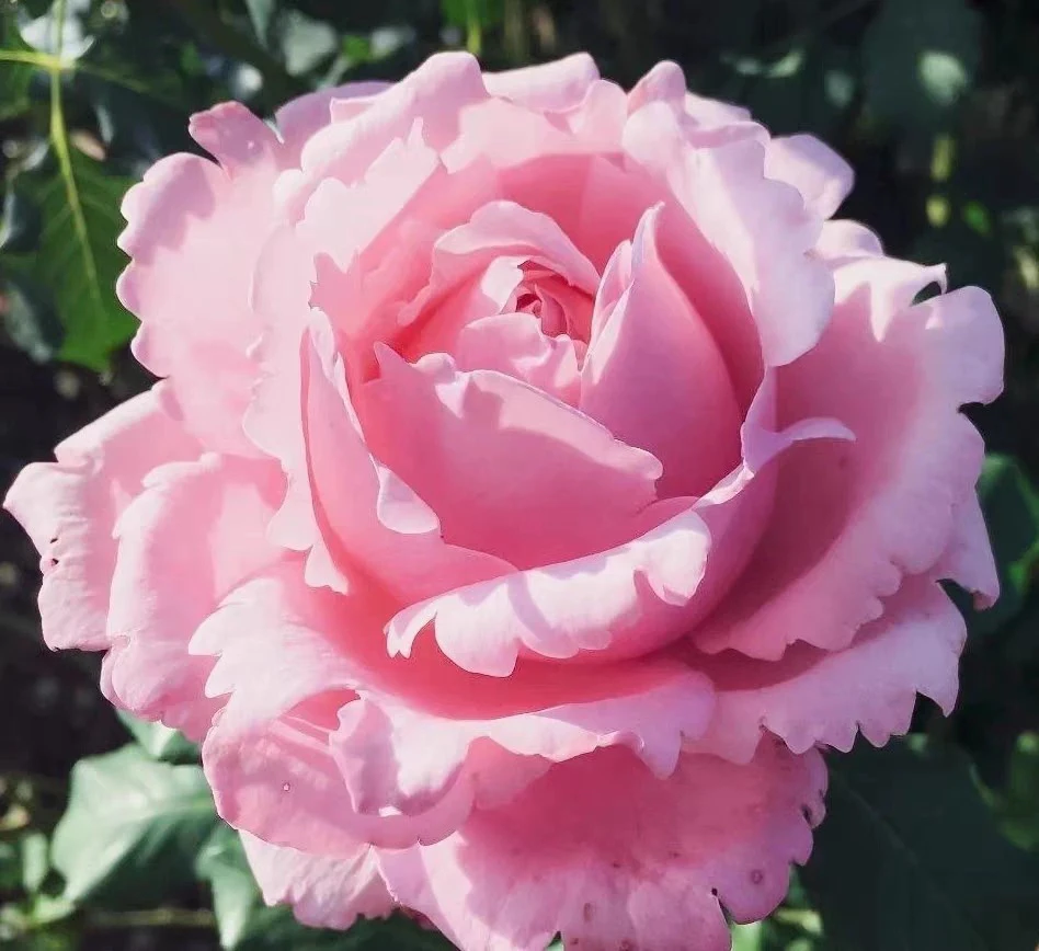 索菲罗莎 灌木粉色浓香强香重瓣多季节开花月季花苗