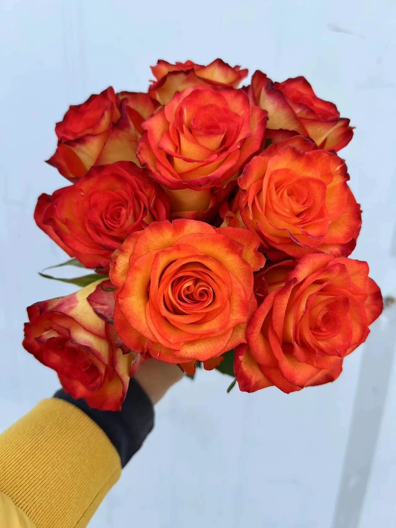 新品 高和魔术 进口玫瑰大花四季开花高杯切花庭院阳台月季花苗