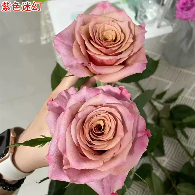 新品银舞红茶/紫色迷幻月季复古色直立切花玫瑰花苗
