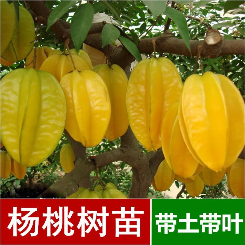 四季甜杨桃苗带土带叶