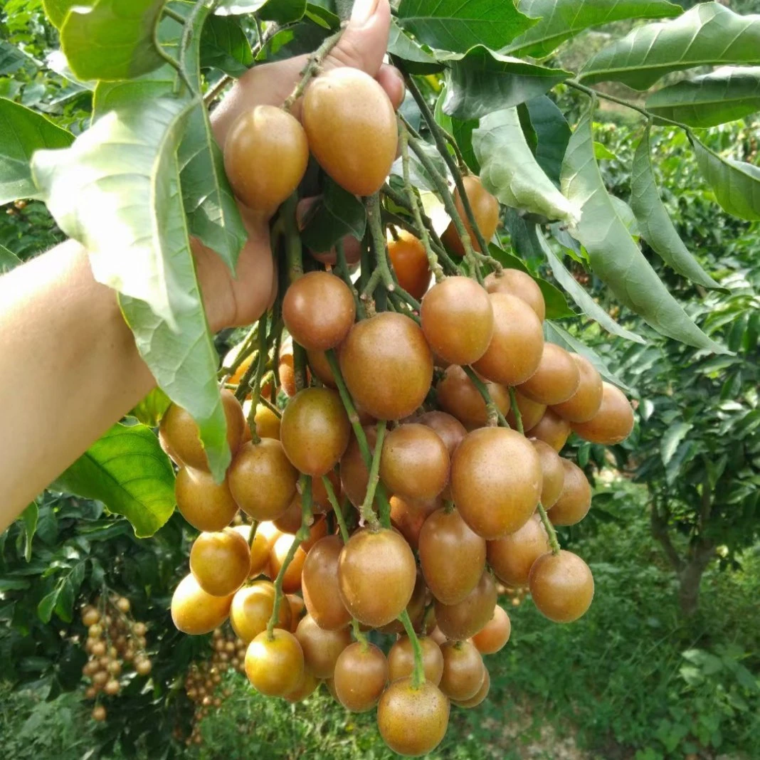香蜜黑黄皮苗，紫色黄皮苗，无核黄皮苗嫁接苗带土发货