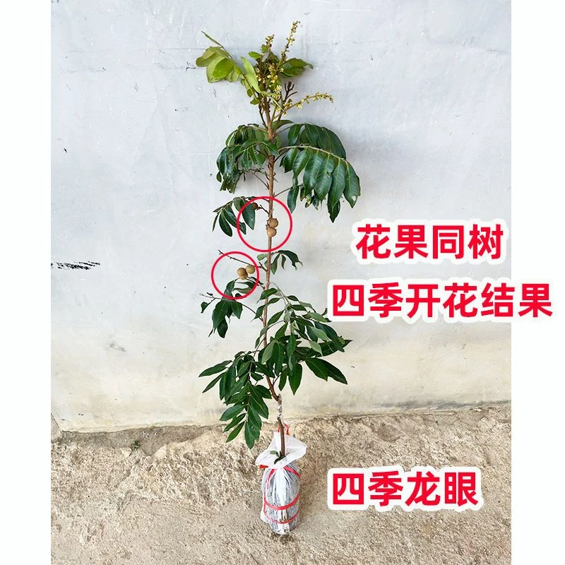 新品种四季蜜龙眼，石硖龙眼苗储良龙眼苗，红皮龙眼苗带土带叶发货