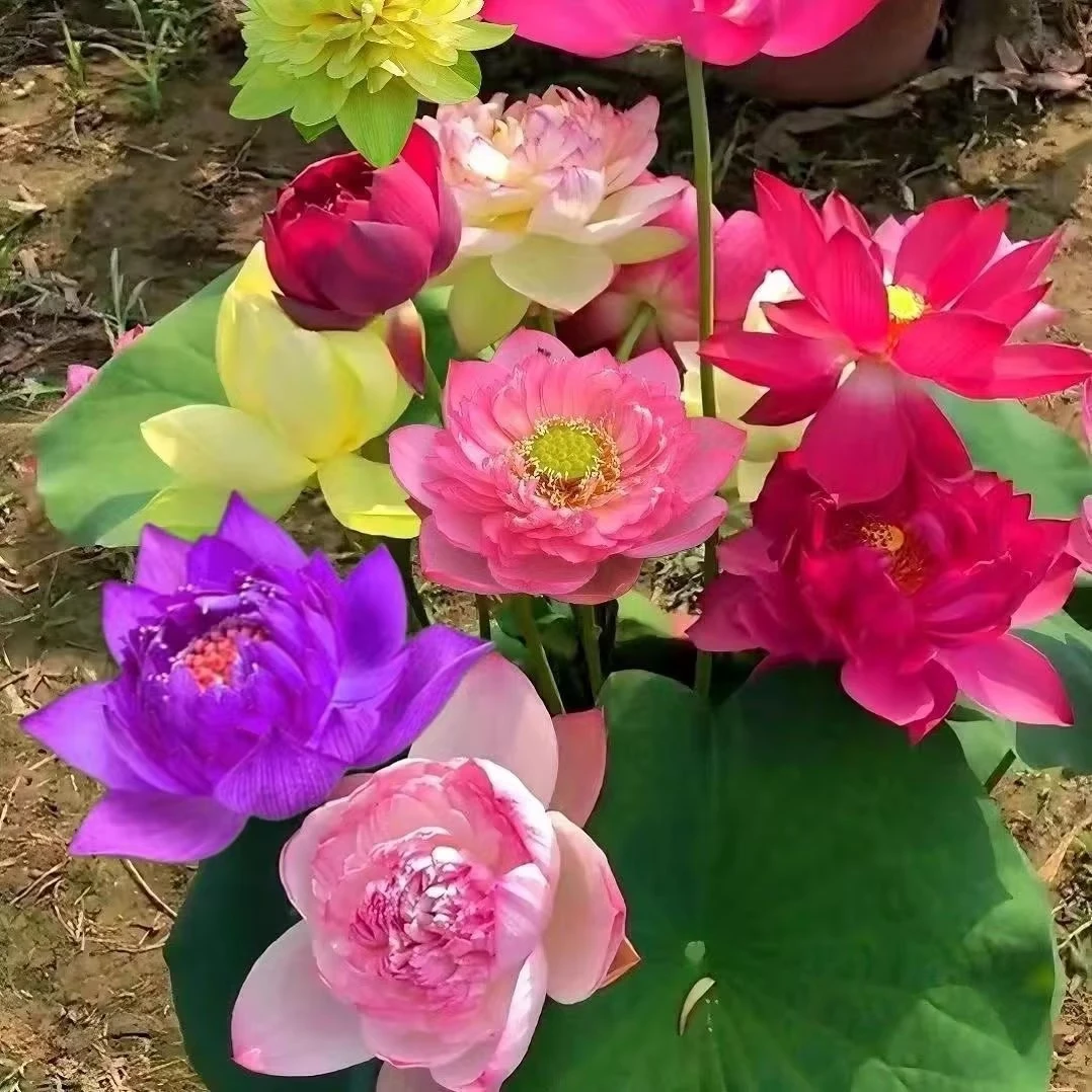 莲子中形大型观赏荷花碗莲花卉绿植盆栽池塘花园庭院阳台鱼缸鱼池