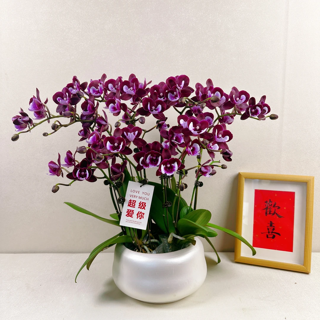 《妖精》精选蝴蝶兰带花苞兰花配送兰花容易成活率植株基地生长下单