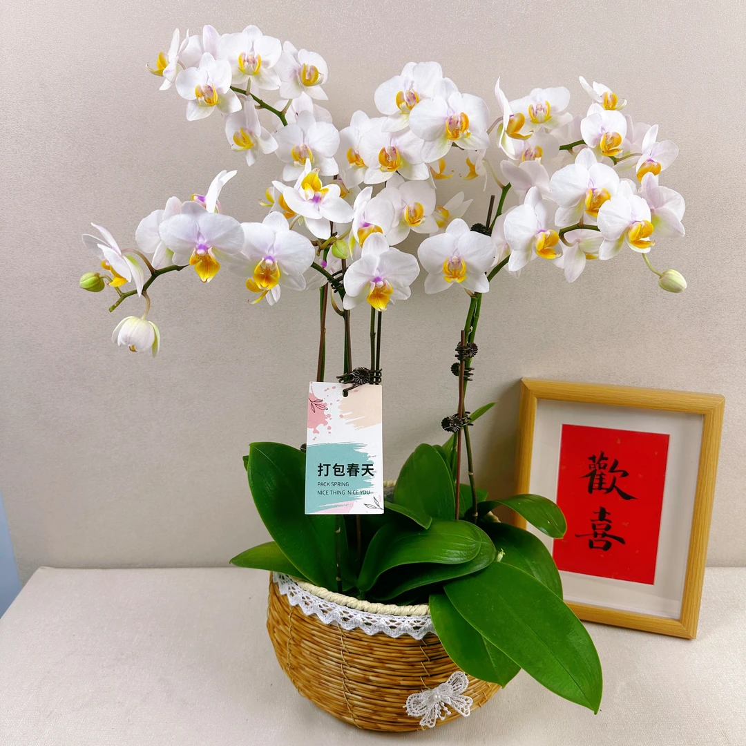 《水仙》精选蝴蝶兰 带花花苞 优质养护耐寒冬季生长基地容易成活率