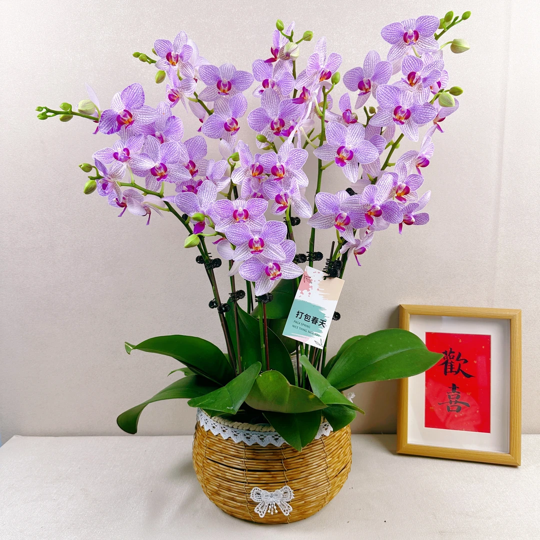 《清风》精选蝴蝶兰 带花花苞优质养护耐寒冬季生长基地容易成活率