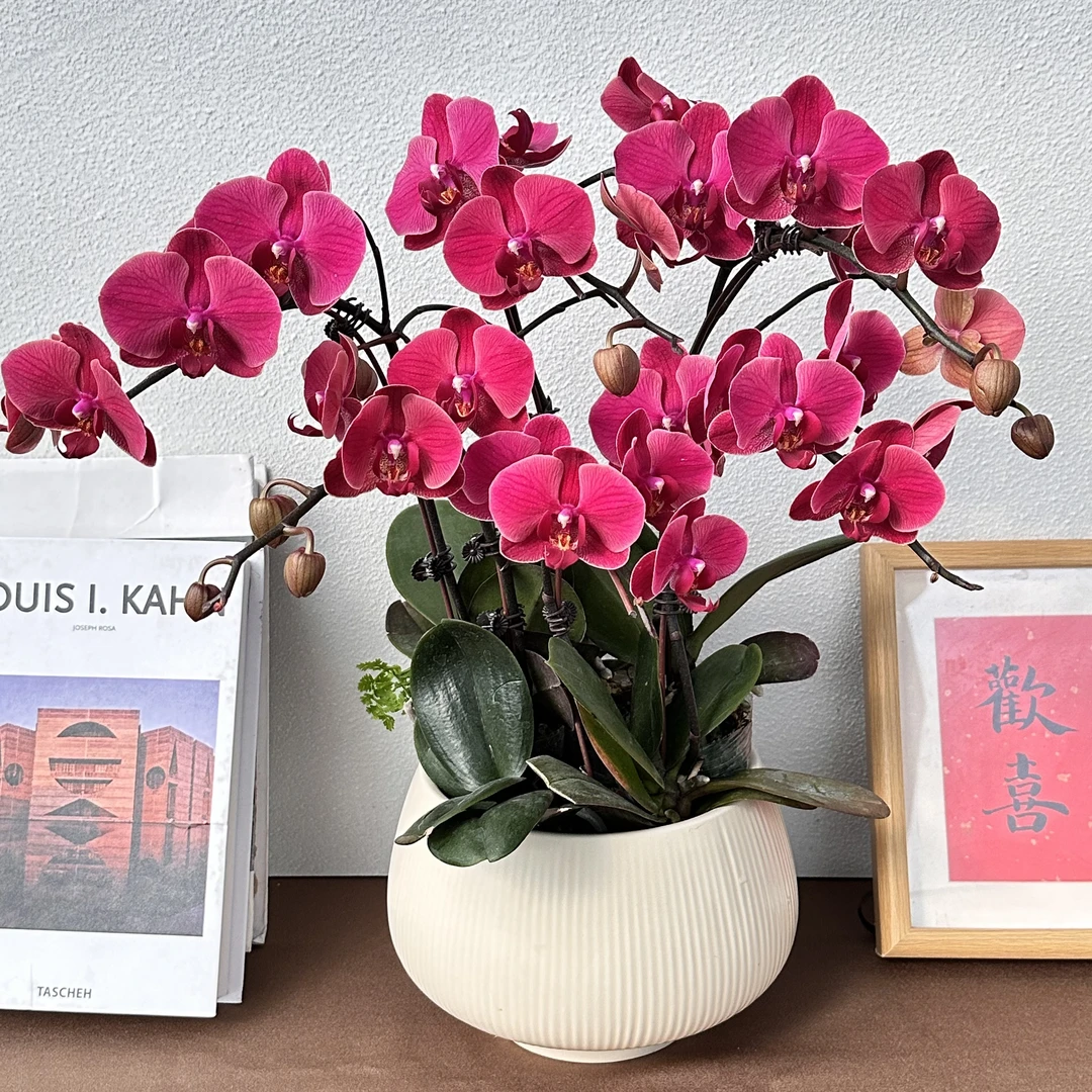 《红梅》精选蝴蝶兰 带植株兰花叶片碧绿带花苞兰花容易成活率基地