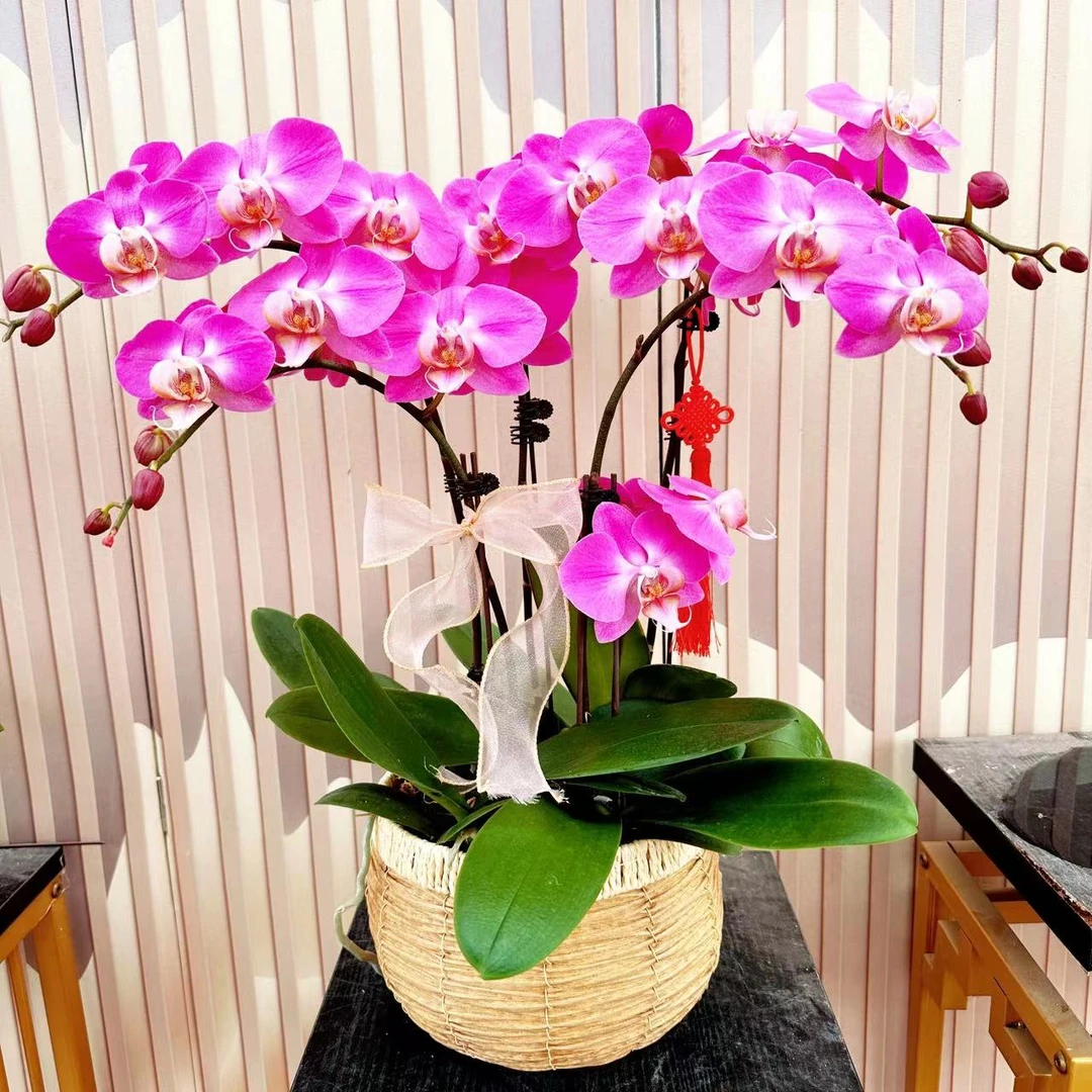 《素心》精选蝴蝶兰带花苞兰花耐寒叶片碧绿带花苞兰花容易成活率