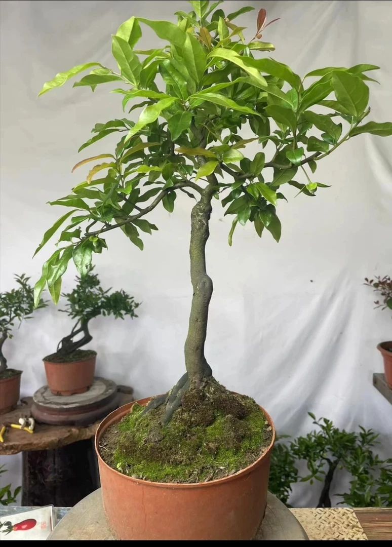 大师兄金弹子挂果同款选购季节室内盆景庭院植物阳台盆景四季长青
