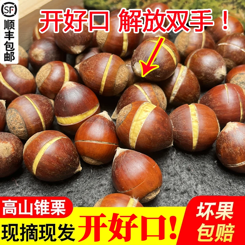 （开好口）2025年新鲜板栗建瓯高山锥栗福建特产油栗香甜粉锥子板栗