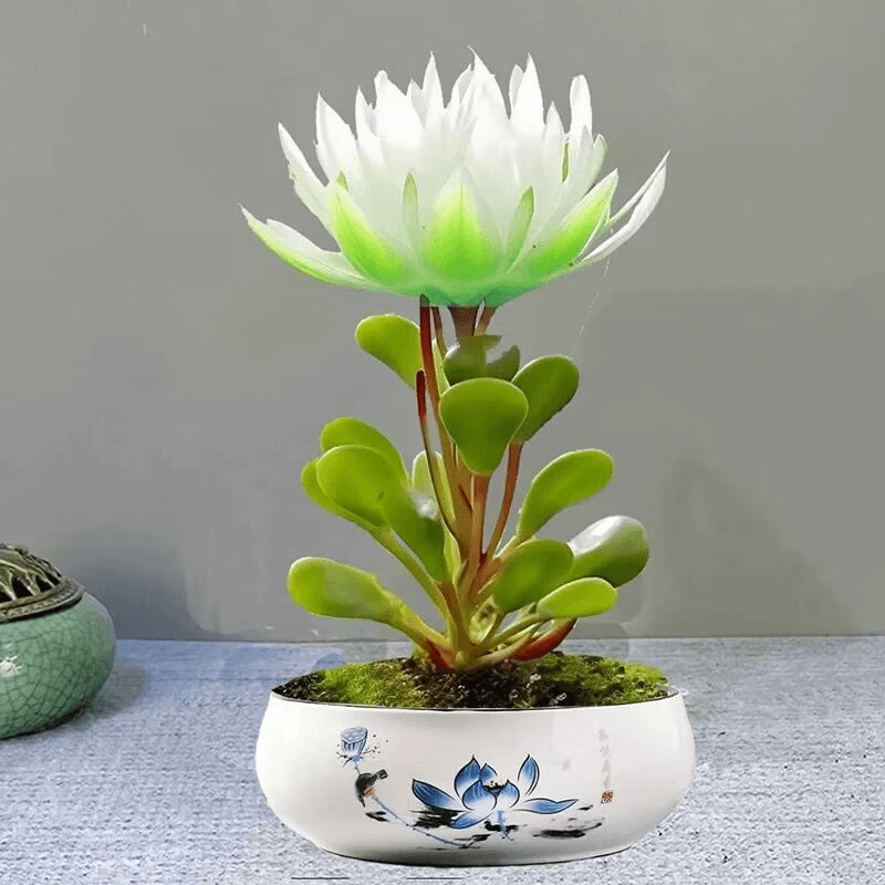 新品招财福寿莲室内懒人花植株水培花卉家庭客厅养护土培耐寒花卉