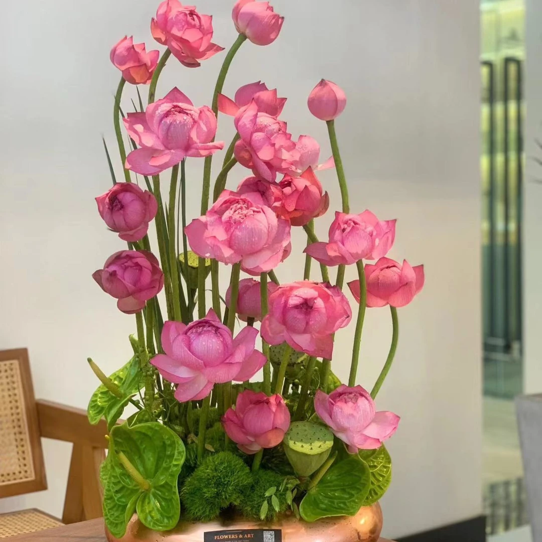 碗莲水培植物花卉室内花好养四季开花种子籽水养荷花盆栽客厅睡莲