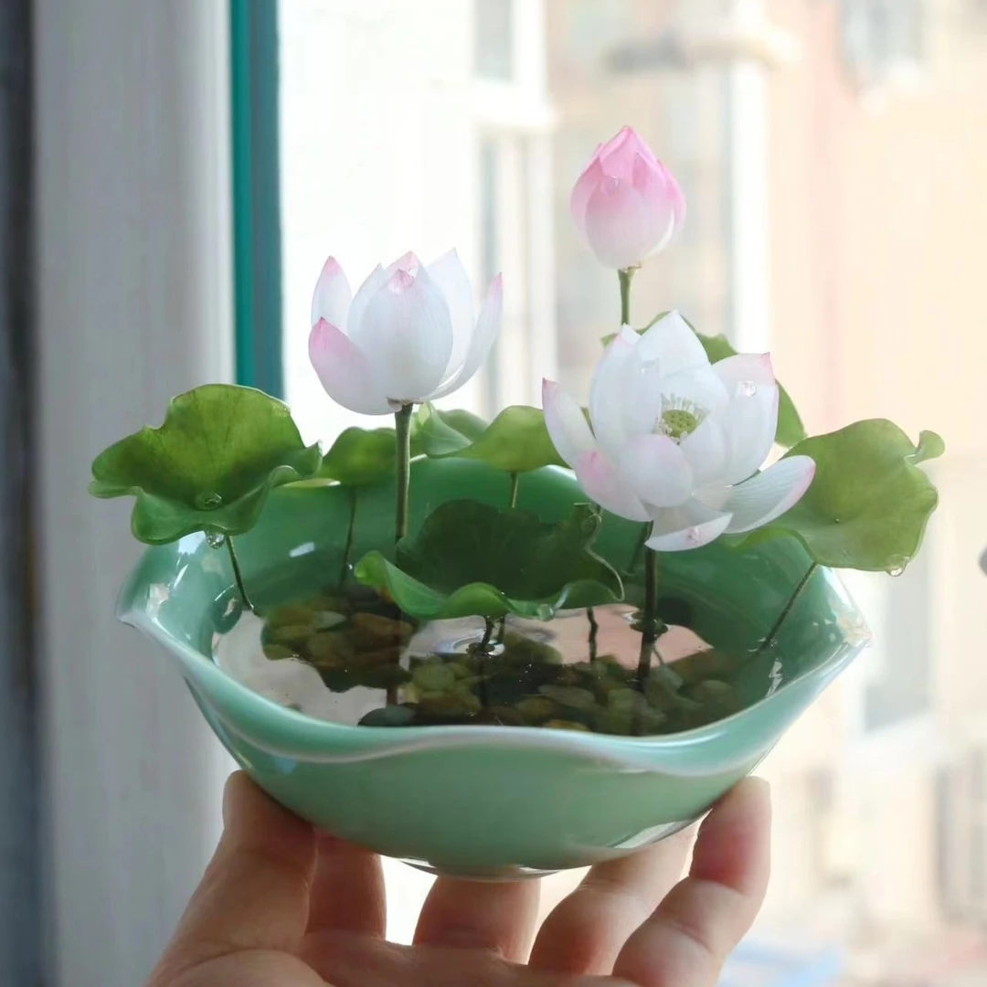 碗莲水培植物花卉室内花好养易活四季开花种子籽水养荷花花籽睡莲