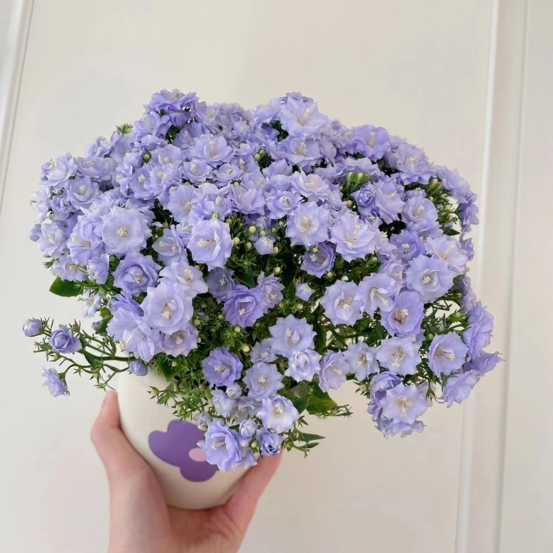 丹麦风铃草四季易活阳台庭院盆栽花卉花苗植物花种子籽花籽常开花