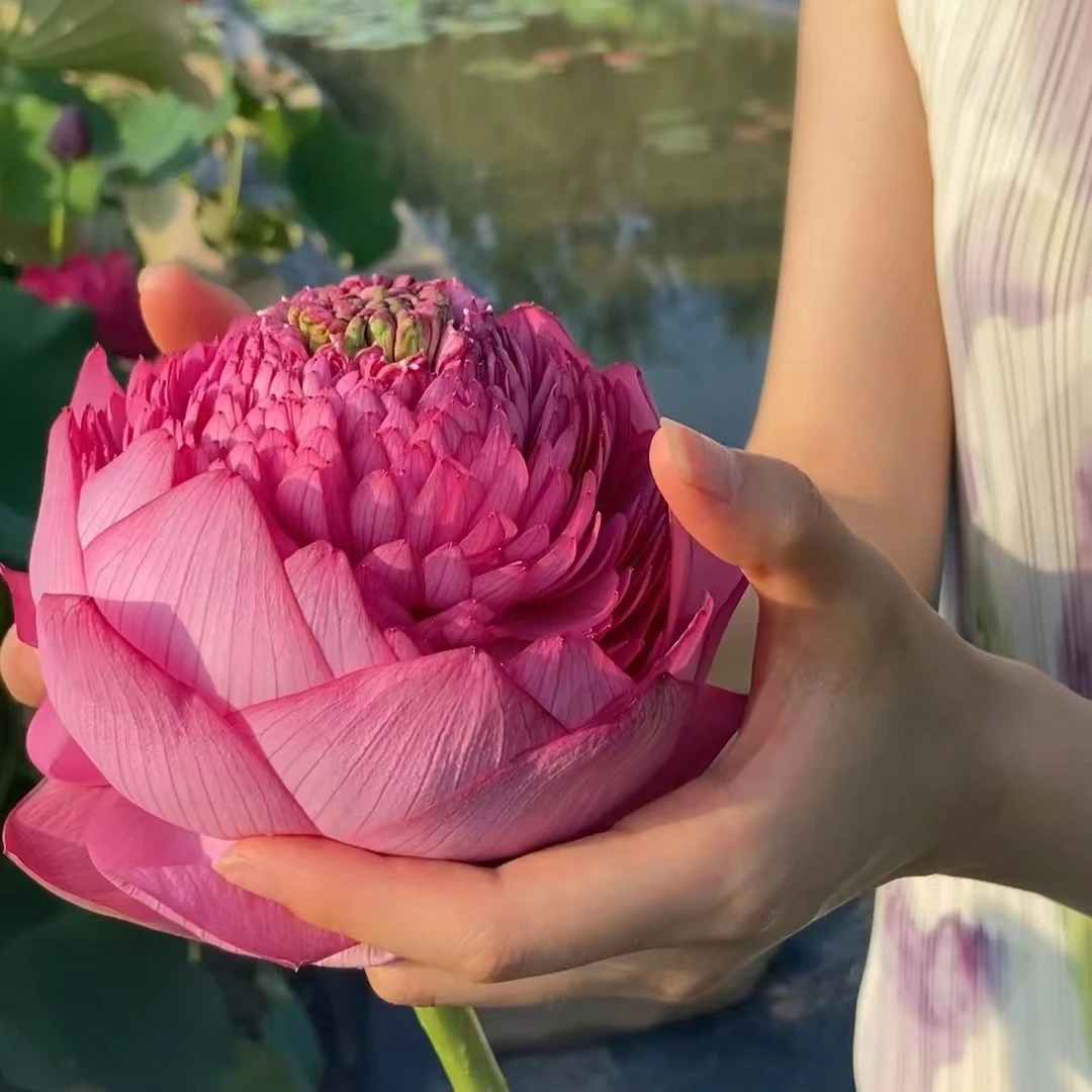 碗莲水培植物花卉室内好养活四季开花易活种子籽水养荷花花苗睡莲