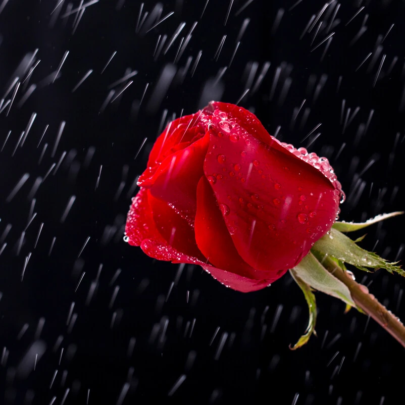 玫瑰玫瑰玫瑰一朵花玫瑰花包邮